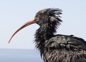 Confirman que el Ibis Eremita, ave amenazada, ha nidificado con éxito por primera vez en la costa de Conil