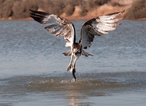 Marismas del Odiel avanza en la reintroducción del águila pescadora con su cuarta pareja reproductora
