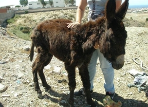 Recuperan un burro abandonado tras sufrir una paliza junto a un colegio en Almería