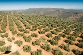 Primeros ensayos de nuevas variedades resistentes al hongo que causa la verticilosis en el olivar 