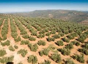 Infaoliva prevé producción de 1,5 millones de toneladas de aceite en España
