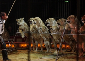 El Ayuntamiento de Málaga prohíbe los circos con animales y las atracciones con ponis