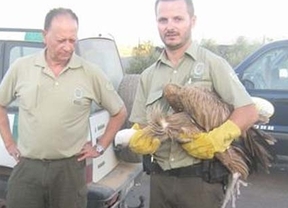 Rescatados dos buitres leonados con dificultades para el vuelo en Níjar