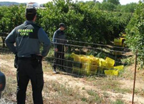 Asaja valora la reforma del Código Penal que recoge los robos en el campo como delitos leves