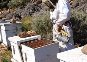Andalucía es la primera región en censo de colmenas con más de 580.000 y 4.000 apicultores profesionales