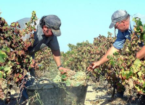 Bollullos acoge la XV Semana de la Viticultura y Enología en el Condado