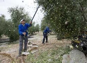 La recolección de aceituna se generaliza en la provincia de Jaén en una campaña sin lluvias  