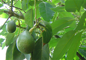 La producción de mango alcanzará los 50 millones de kilos en la costa de Granada y Málaga