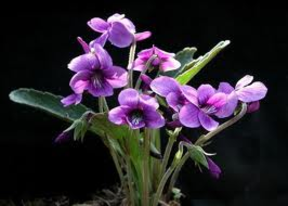 Un ramito de violetas 