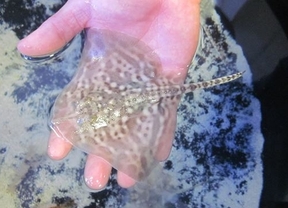 'Baby boom' de rayas en el Sea Life de Benalmádena