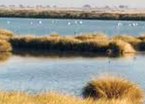 La nueva ampliación de Doñana supondría la protección de 14.000 nuevas hectáreas 