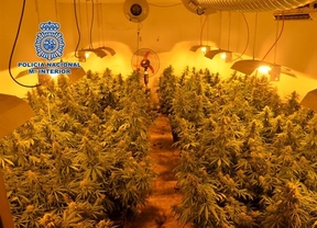 Intervenidas más de 1.000 plantas de marihuana en un invernadero de Granada