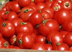 Bruselas y Rabat ponen fin a la disputa por los aranceles al tomate marroquí