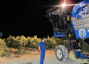 La vendimia de Jerez roza ya los 42 millones de kilos de uva molturados