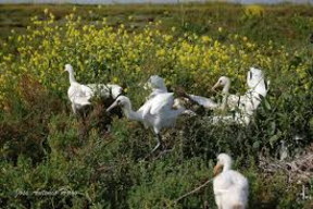 Humedales andaluces albergan 40% espátulas reproductoras de Europa Occidental 