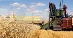 Asaja critica el "injustificado" hundimiento de precios del maíz y pide entregar la cosecha a cooperativas
