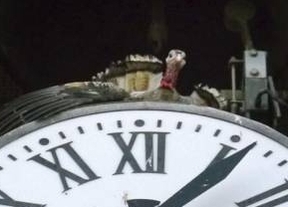 Cazalilla revive el lanzamiento de una pava viva desde el campanario de la iglesia 'con más tensión de la normal'