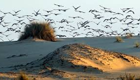 SEO/BirdLife convoca la 17 edición de la llegada de los ánsares a Doñana