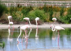 Contabilizados más de 765.000 ejemplares de aves acuáticas de 95 especies diferentes en humedales de Andalucía