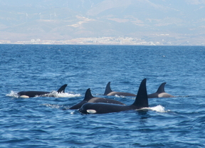 Un estudio confirma la existencia de dos poblaciones diferenciadas de delfín mular en el Golfo de Cádiz y el Estrecho