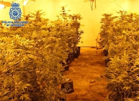 Desmantelada una nave industrial dedicada al cultivo de marihuana a gran escala en Peligros