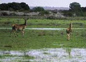 Club Doñana cree que la situación del espacio natural es "caótica"