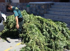 Deis detenidos tras desmantelar dos cultivos de marihuana con 35 plantas en el Ejido