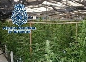 Intervienen casi 9.000 plantas de marihuana y varias armas en una finca de Vélez-Málaga
