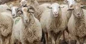 Raza ovina lojeña exporta más de 2.000 ejemplares para la fiesta del Cordero