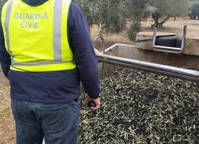 La Guardia Civil recupera 85.550 kilos de aceitunas sustraídas y detiene a nueve personas en Sevilla