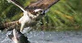 La población reproductora de águila pescadora en Andalucía obtiene los mejores resultados desde 2003
