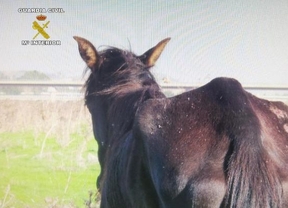 Imputado el responsable de 29 caballos que estaban muriéndose de hambre en la zona sevillana de Tablada