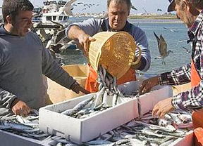 Un total de 26 buques y 335 tripulantes podrán acceder a ayudas por paralización de la pesquería de la sardina