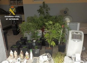 Detenida una persona y desmantelado un invernadero de marihuana dentro de una casa de Peñaflor
