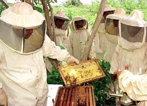 Agricultura convoca ayudas a la apicultura para la campaña 2014 