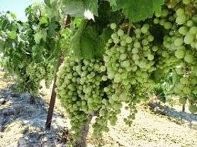 Una técnica con ultrasonidos analiza la composición de las uvas y mejora la elaboración del vino