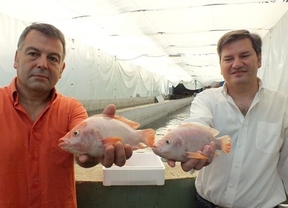 La única piscifactoría de tilapia natural en España duplica su producción en un año de 15 a 30 toneladas