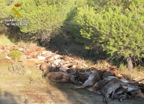 Córdoba: Denunciada una sociedad de cazadores por sobrepasar el cupo de caza de reses de caza mayor autorizadas