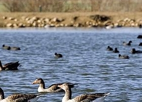 La invernada acuáticas en los humedales Huelva alcanza los 63.387 ejemplares de 80 especies 