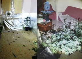 Detenidos en Almería dos jóvenes y un menor cargando plantas de marihuana en una furgoneta