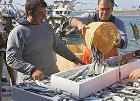 Piden alternativas para los cerqueros del Golfo de Cádiz tras el cierre de la sardina y fin de campaña del boquerón