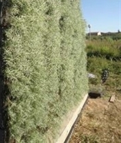 Los muros vegetales reducen a la mitad el ruido en carreteras