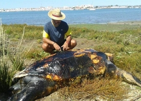 Hallan muerta una tortuga laúd de casi dos metros cerca de Isla Canela