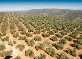El comercio de aceite de oliva bate récord histórico con 500.100 toneladas