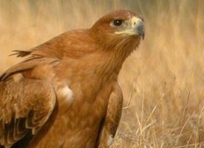 Se investigan las causas de la muerte de tres águilas imperiales