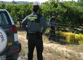 Trece detenidos por robar aceitunas para venderlas a bajo precio en Andalucía