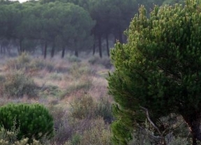 Se ultima el Plan de Corona Forestal de Doñana 