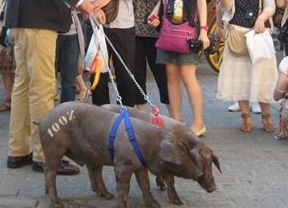 La empresa '5J' pasea dos cerdos ibéricos puros por el centro de Sevilla para difundir los problemas del sector
