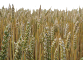 La Lonja de Cereales y Oleaginosas fortalecerá la posición de los productores en la cadena de comercialización
