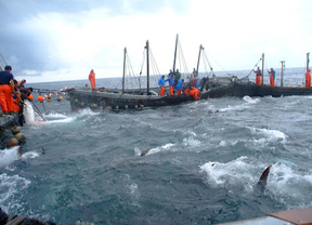 La primera 'levantá' en las almadrabas de Zahara y Tarifa permite capturar los primeros atunes de este año